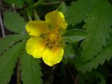 Potentilla reptans