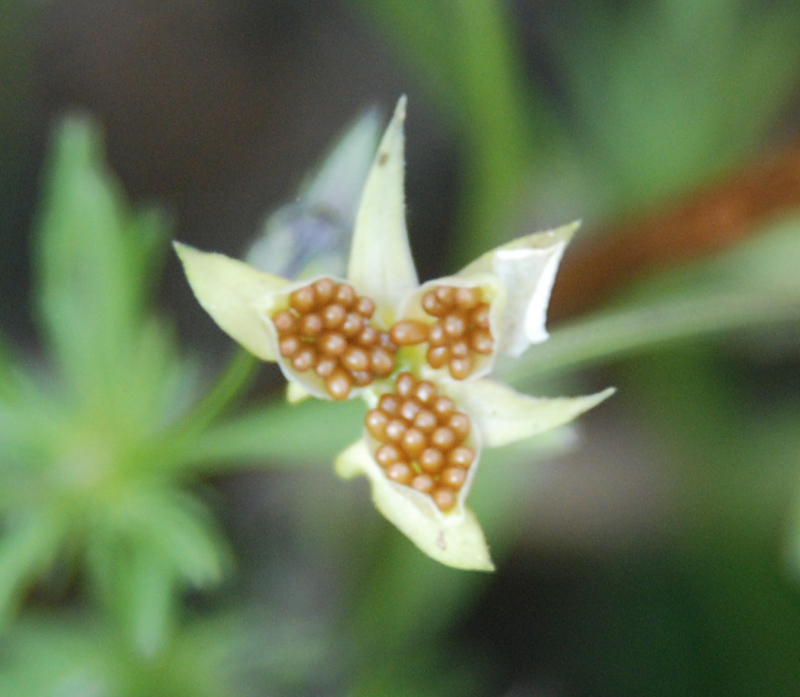 Image of Viola arvensis specimen.