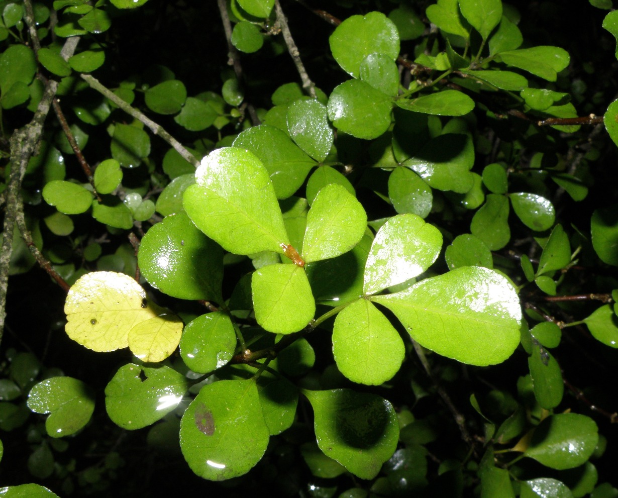 Image of Melicope ternata specimen.