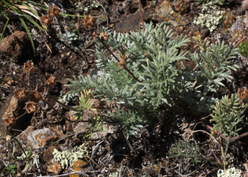 Image of Potentilla lydiae specimen.