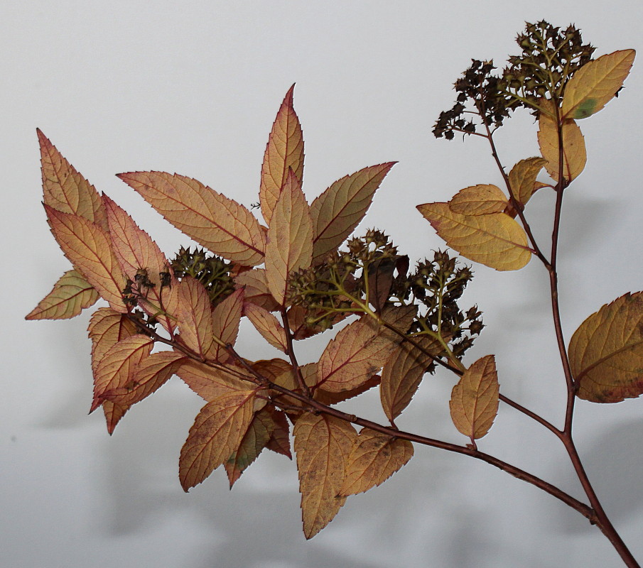 Image of Spiraea japonica specimen.