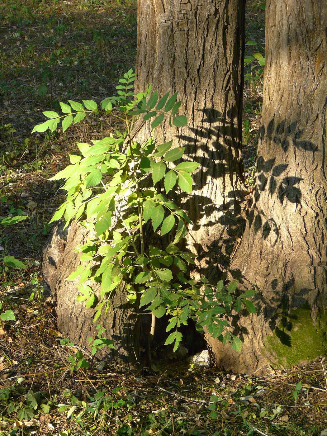 Image of Fraxinus excelsior specimen.