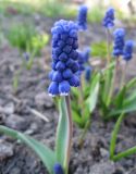 Muscari botryoides. Соцветие. С-Петербург, клумба. 1 мая 2009 г.