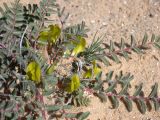 Astragalus caprinus. Цветущее растение. Israel, Northern Negev. 03.03.2007.