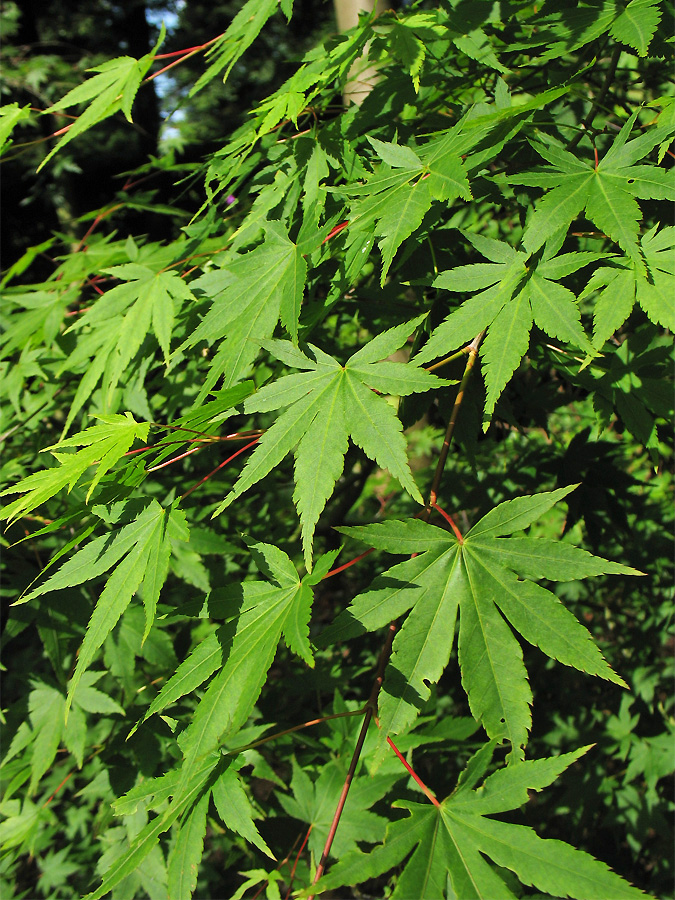 Image of Acer palmatum specimen.