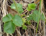 Potentilla geoides. Прикорневая розетка листьев. Крым, Ялта, окр. вдп. Учан-Су. 16.05.2009.