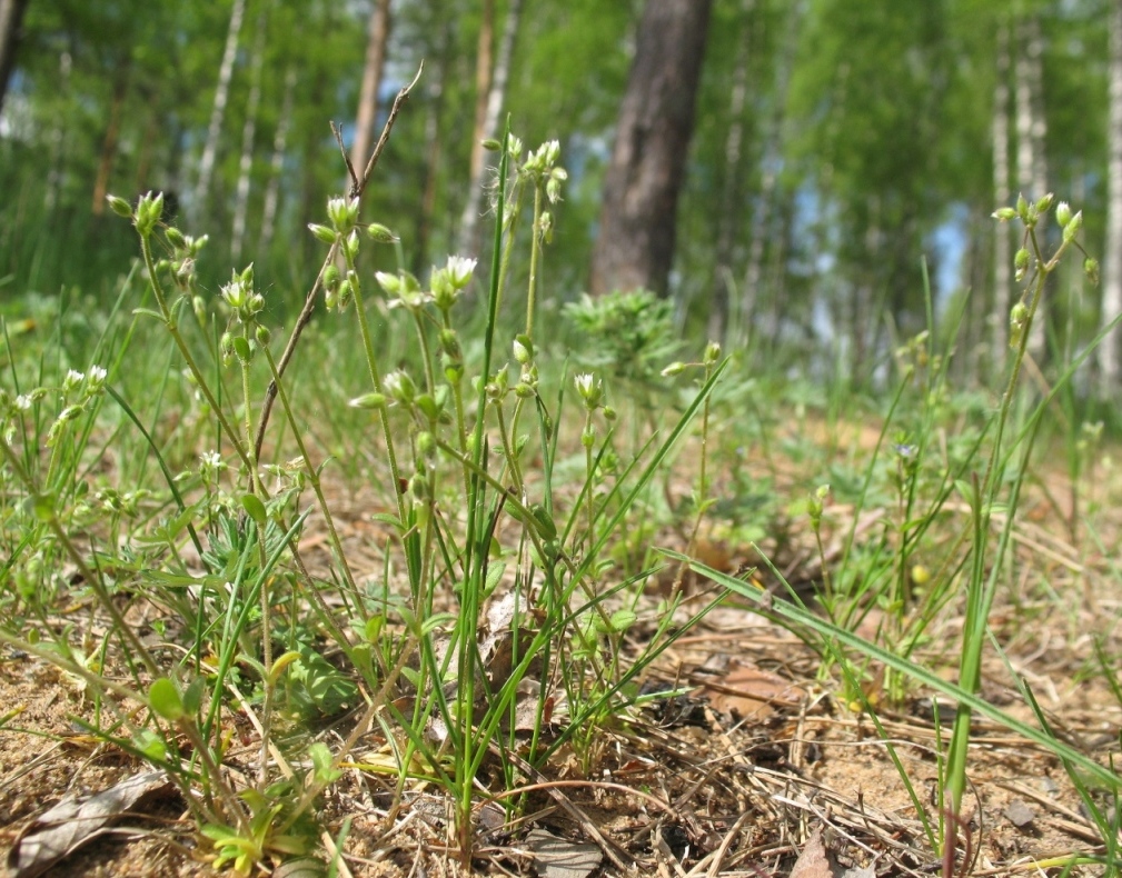 Image of Cerastium semidecandrum specimen.