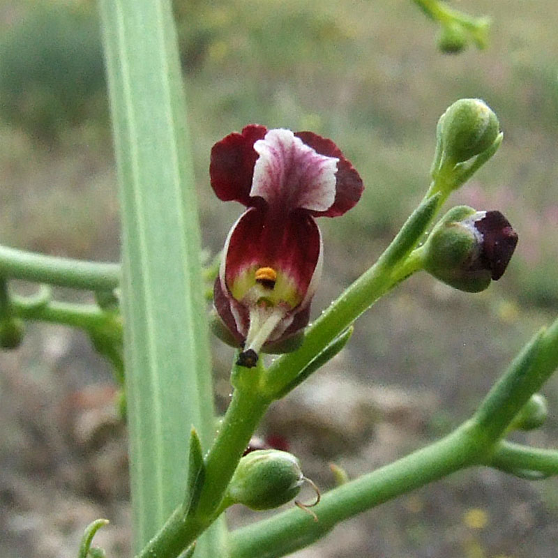 Image of Scrophularia azerbaijanica specimen.