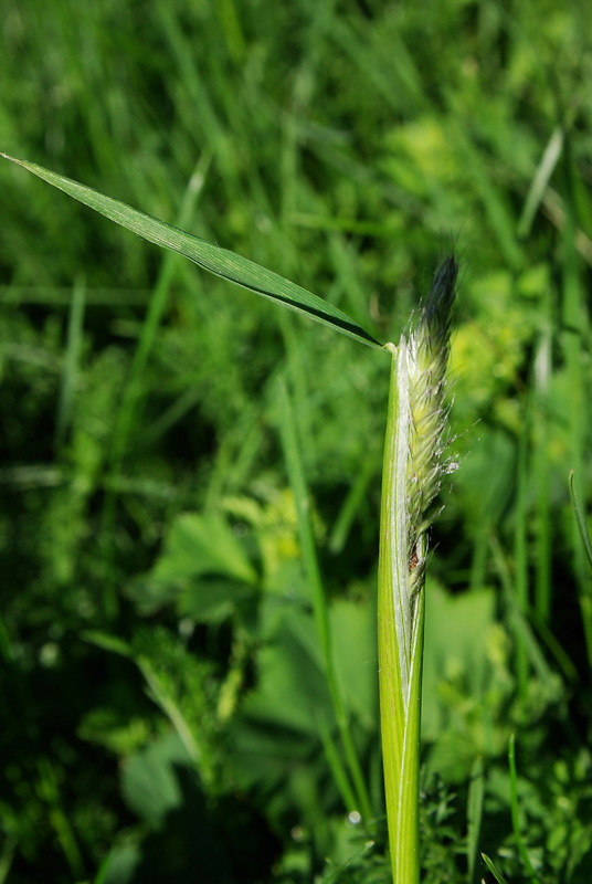 Image of Alopecurus pratensis specimen.