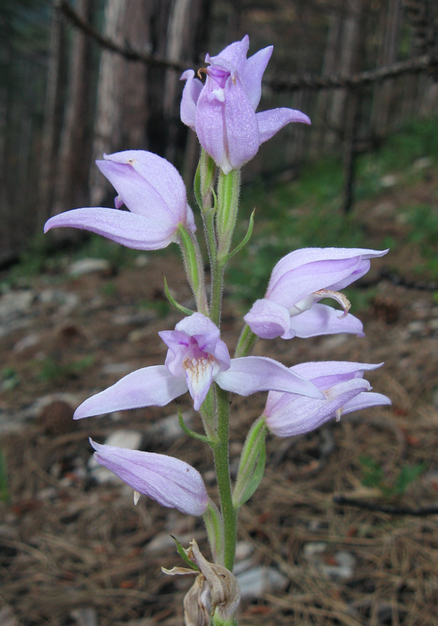 Изображение особи Cephalanthera rubra.