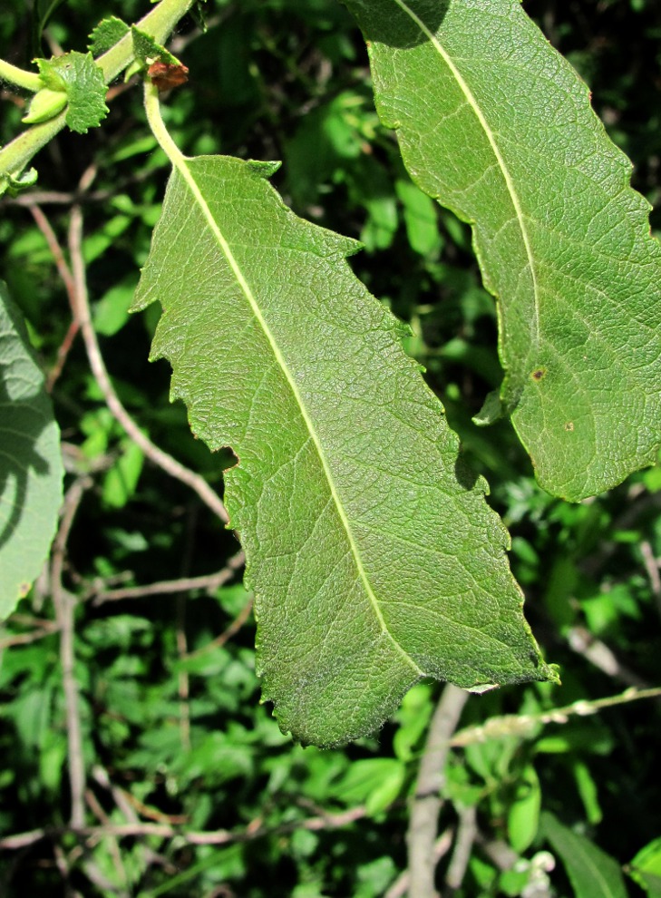 Image of Salix cinerea specimen.