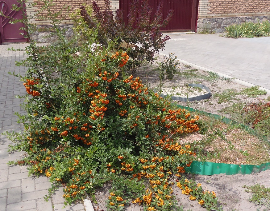 Изображение особи Pyracantha coccinea.