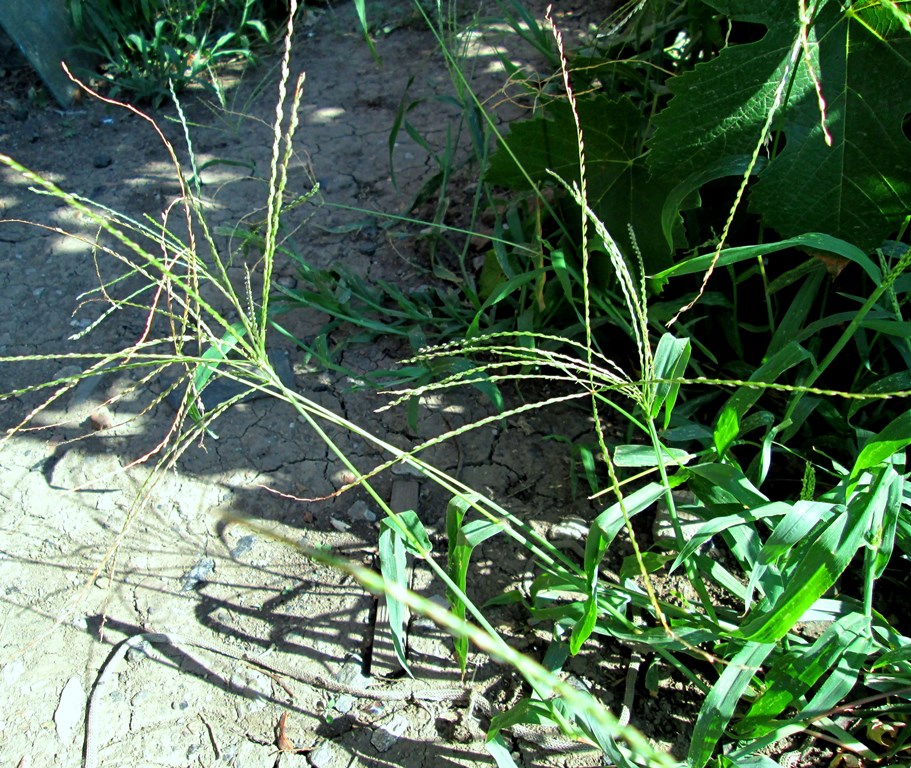 Изображение особи Digitaria sanguinalis.