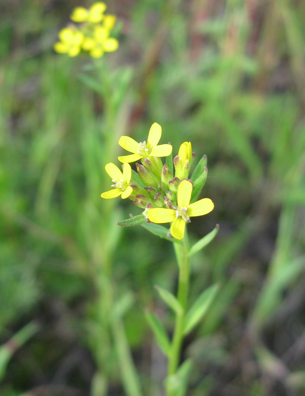 Image of Erysimum hieraciifolium specimen.