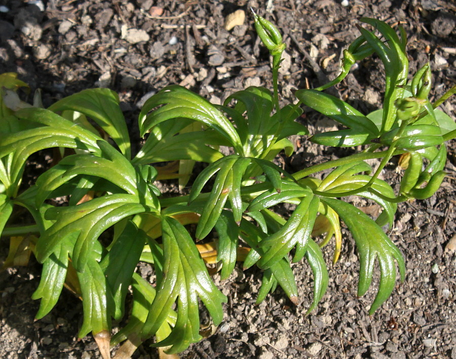 Image of Aconitum &times; stoerkianum specimen.