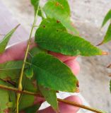 Смотреть изображение Koelreuteria bipinnata