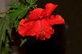 genus Hibiscus