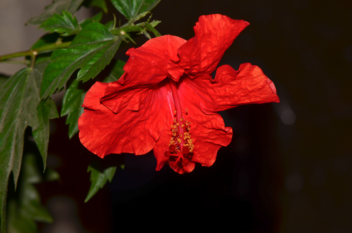 Image of genus Hibiscus specimen.