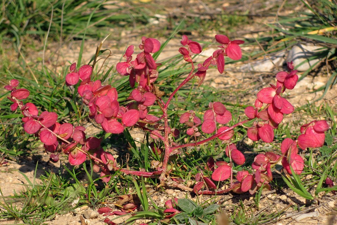 Изображение особи Atriplex aucheri.