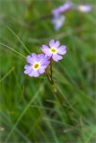 Primula finmarchica