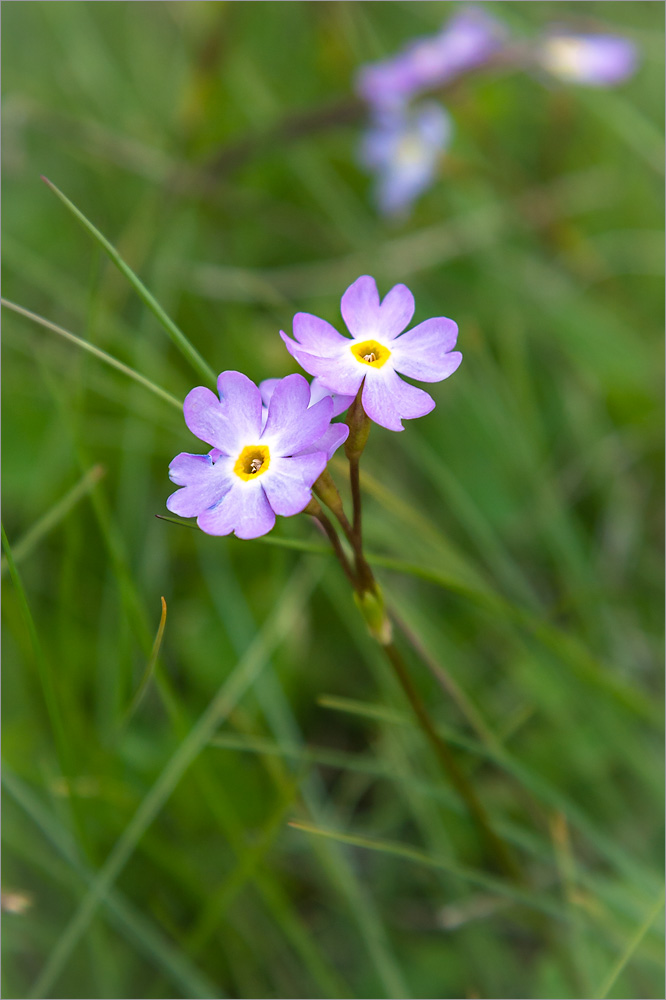 Image of Primula finmarchica specimen.