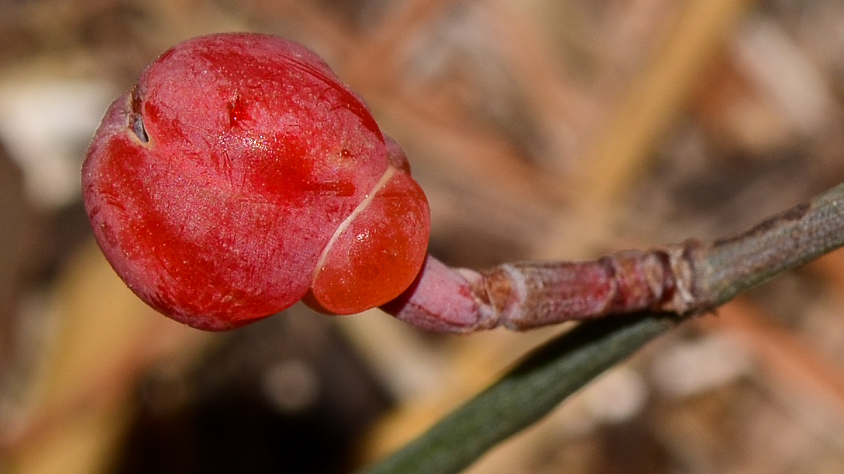 Image of Ephedra aphylla specimen.