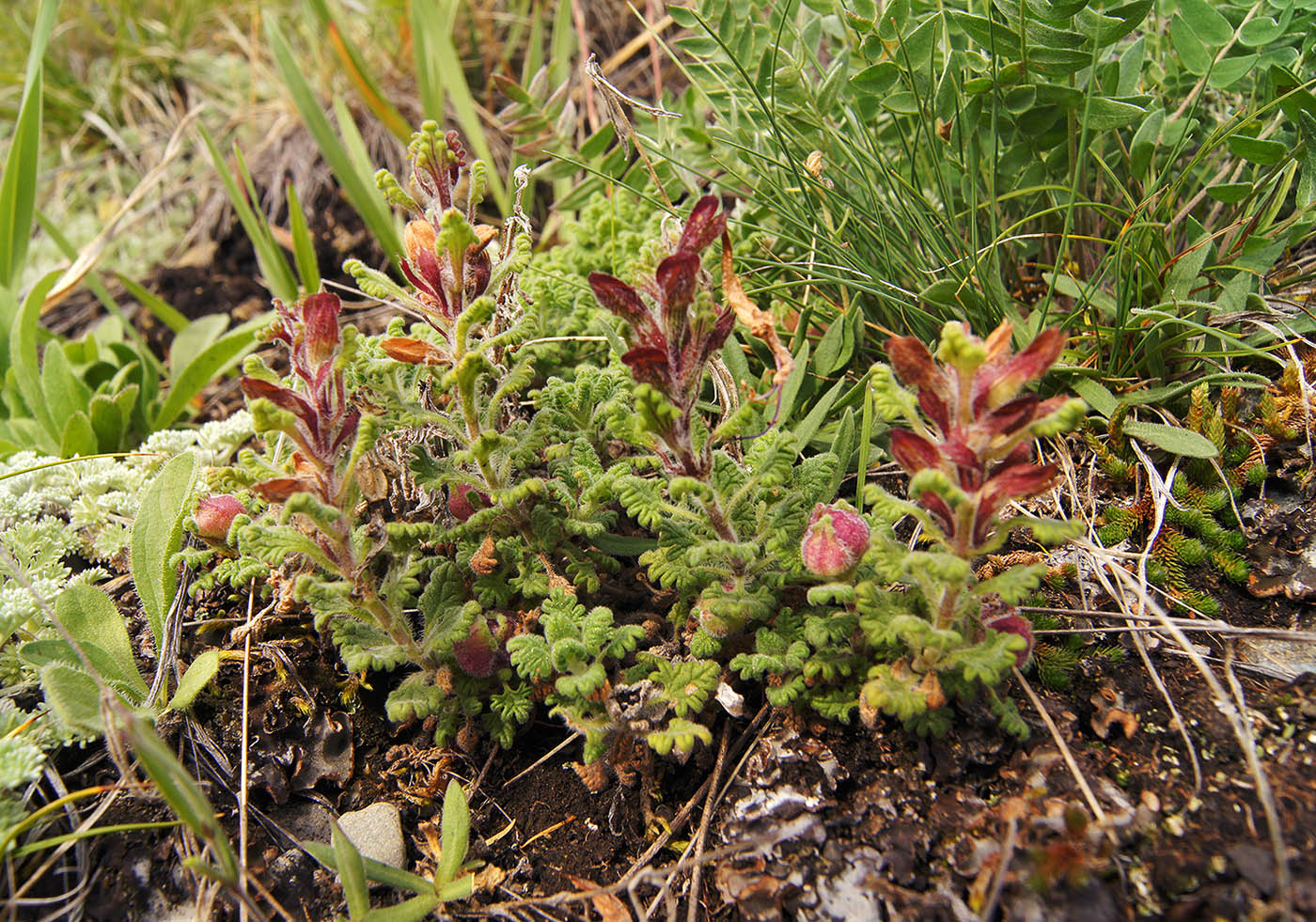 Image of Dracocephalum palmatum specimen.