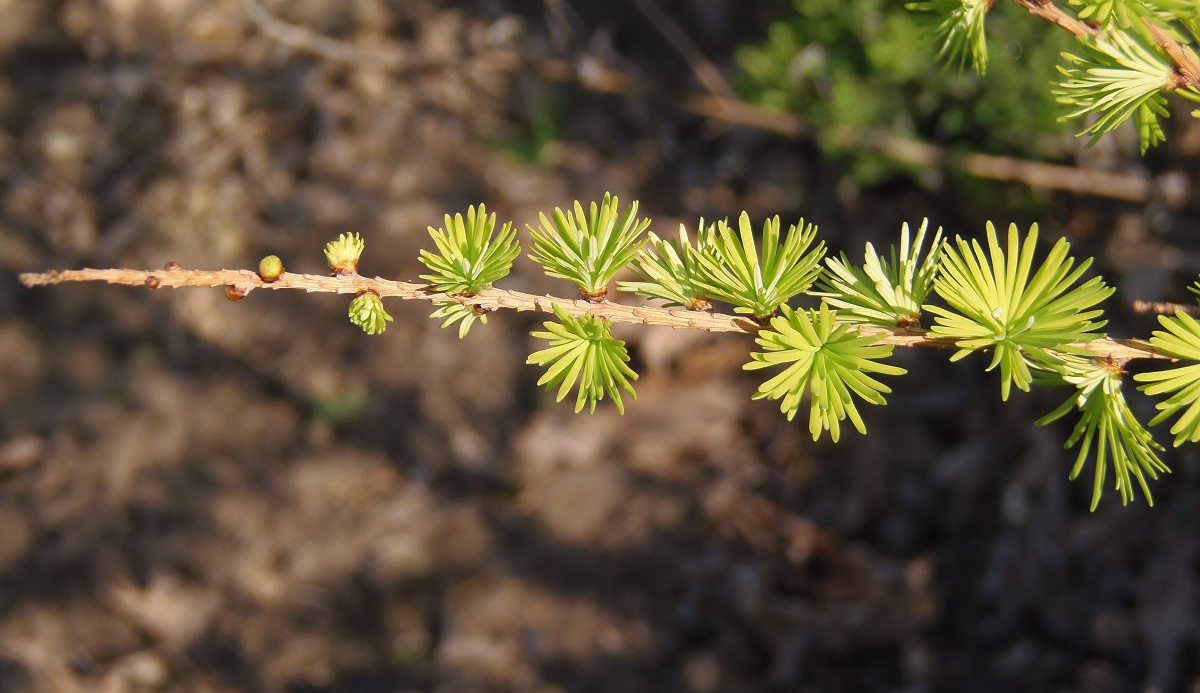 Image of Larix decidua specimen.