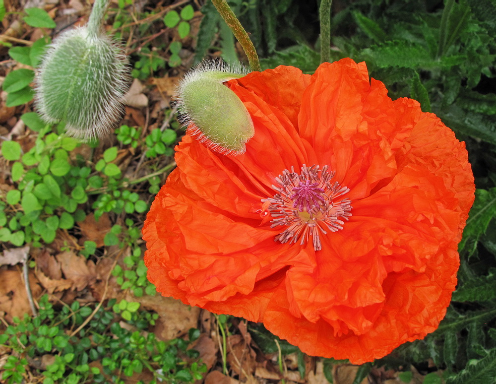 Image of Papaver orientale specimen.