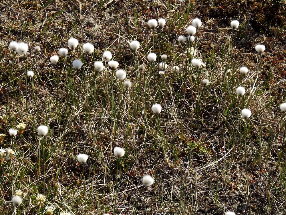 Изображение особи род Eriophorum.