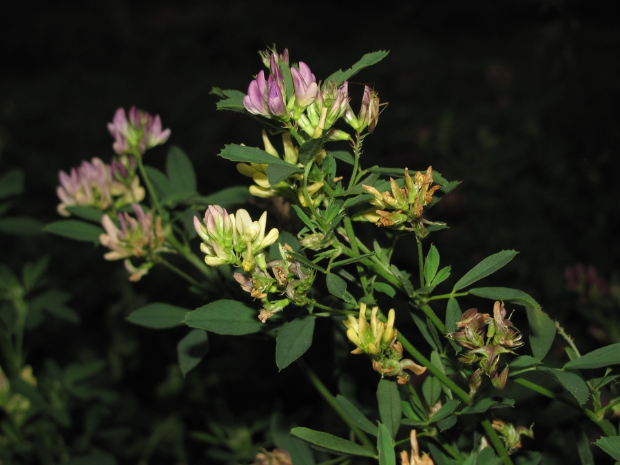 Image of Medicago &times; varia specimen.