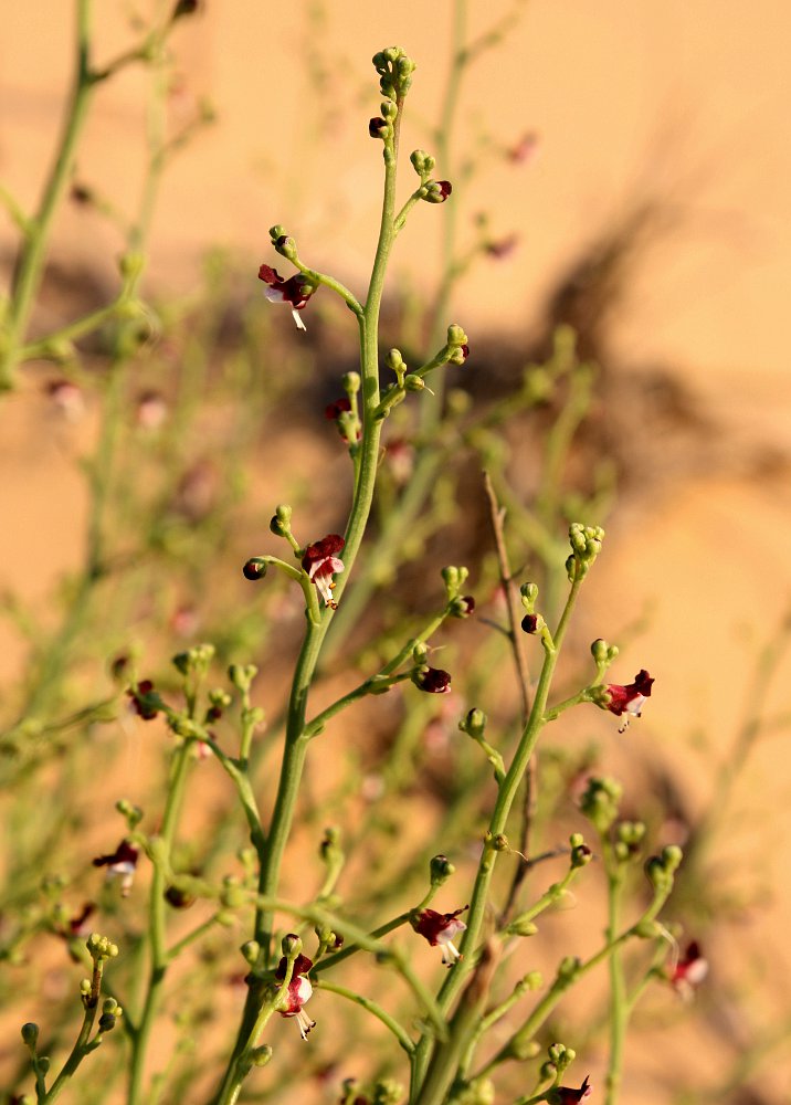 Image of Scrophularia hypericifolia specimen.