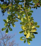 Quercus phillyreoides. Ветки (у листьев видны их нижние стороны). Германия, г. Дюссельдорф, Ботанический сад университета. 10.03.2014.