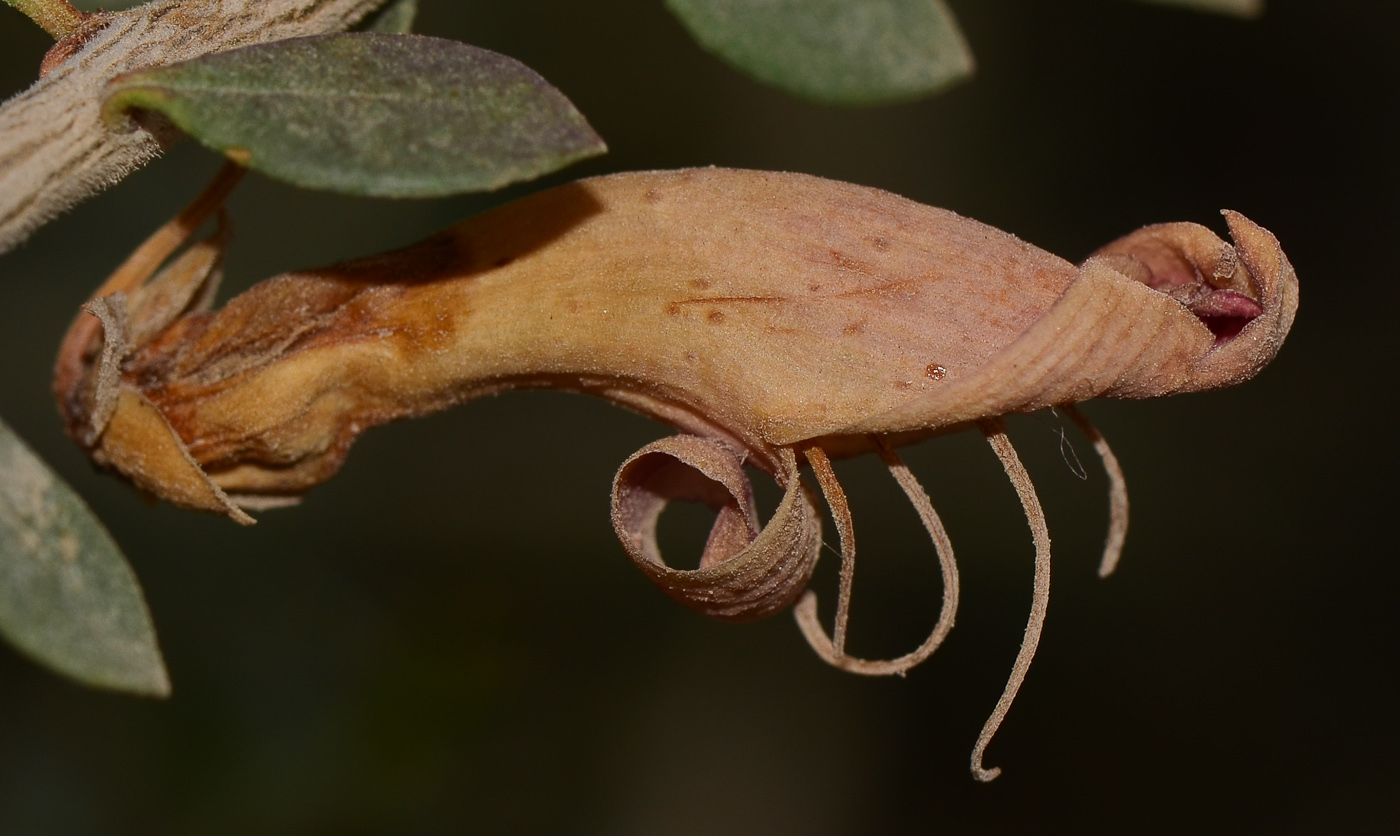 Image of Eremophila laanii specimen.