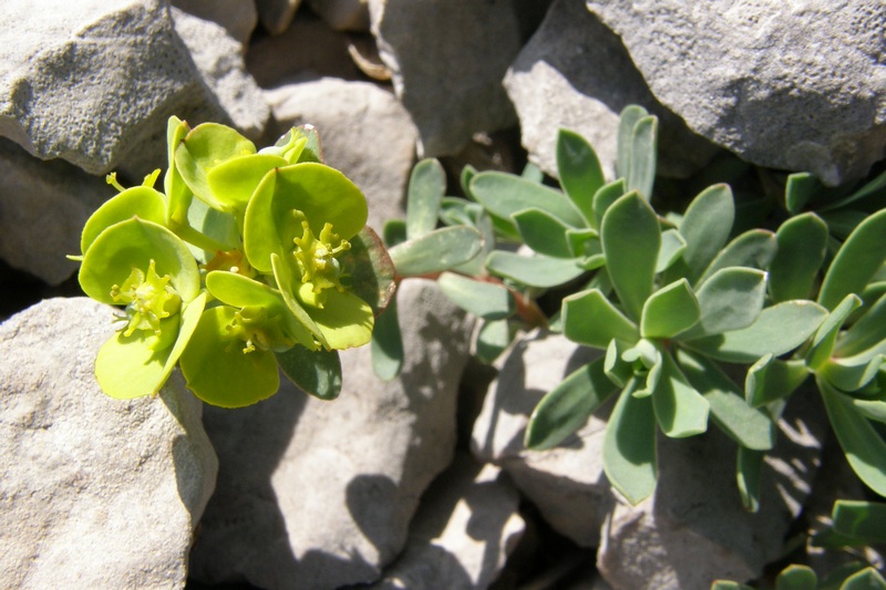 Изображение особи Euphorbia petrophila.