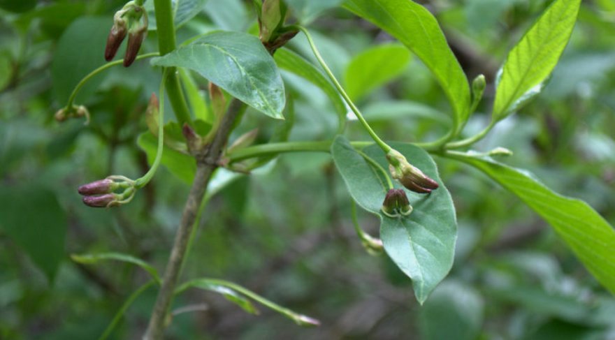 Изображение особи Lonicera alpigena.