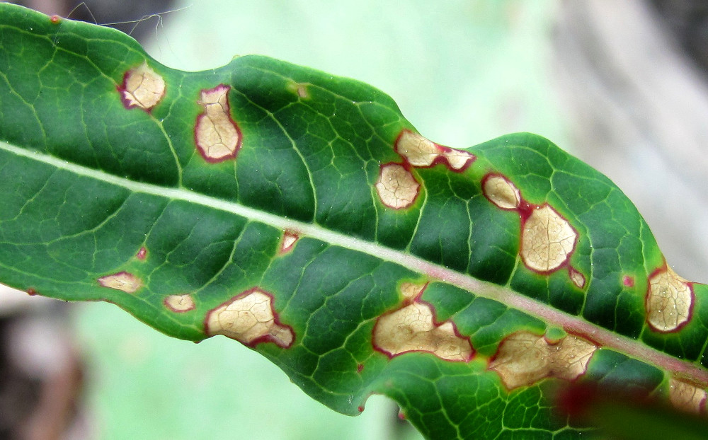 Image of Chamaenerion angustifolium specimen.