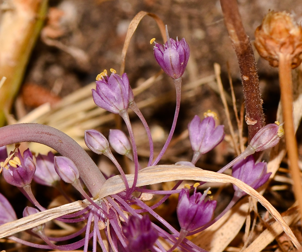 Изображение особи Allium daninianum.