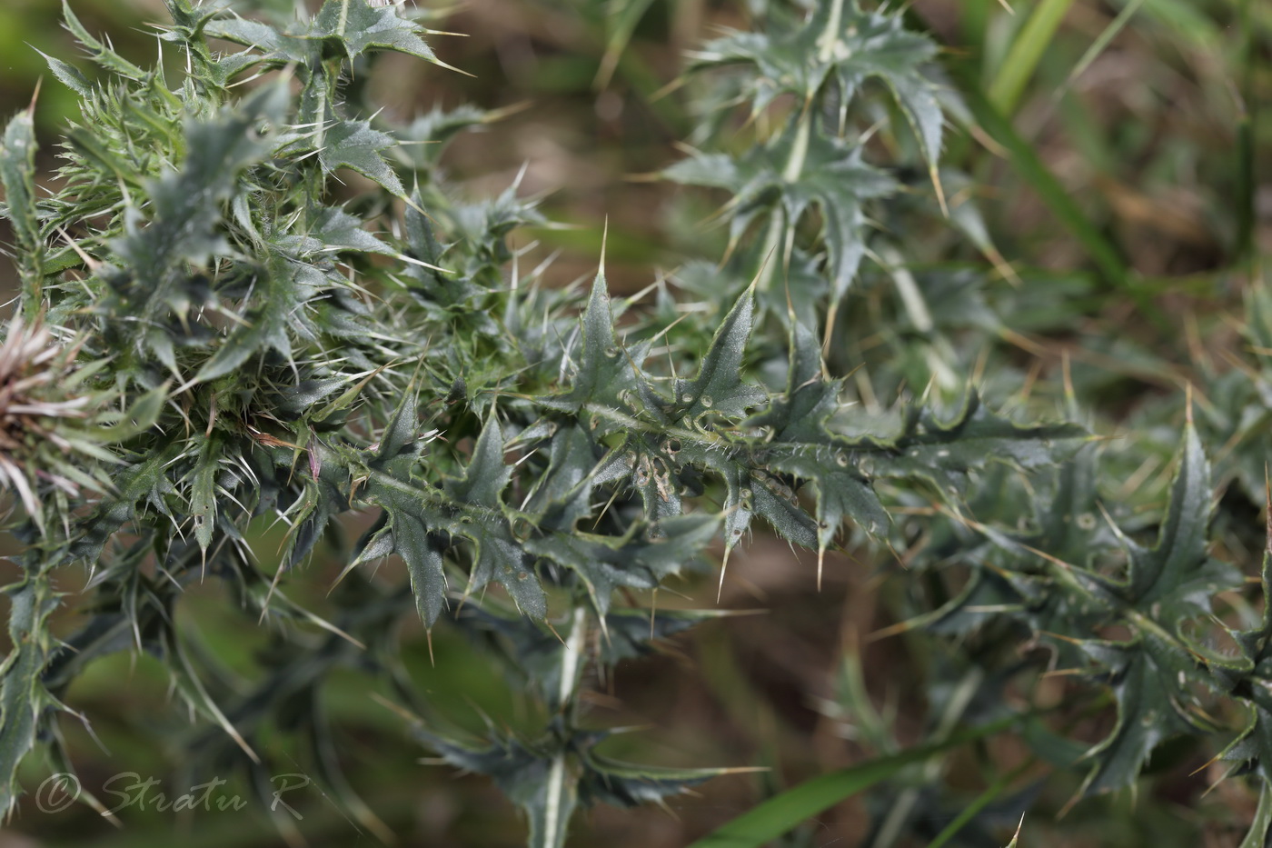 Image of Carduus acanthoides specimen.