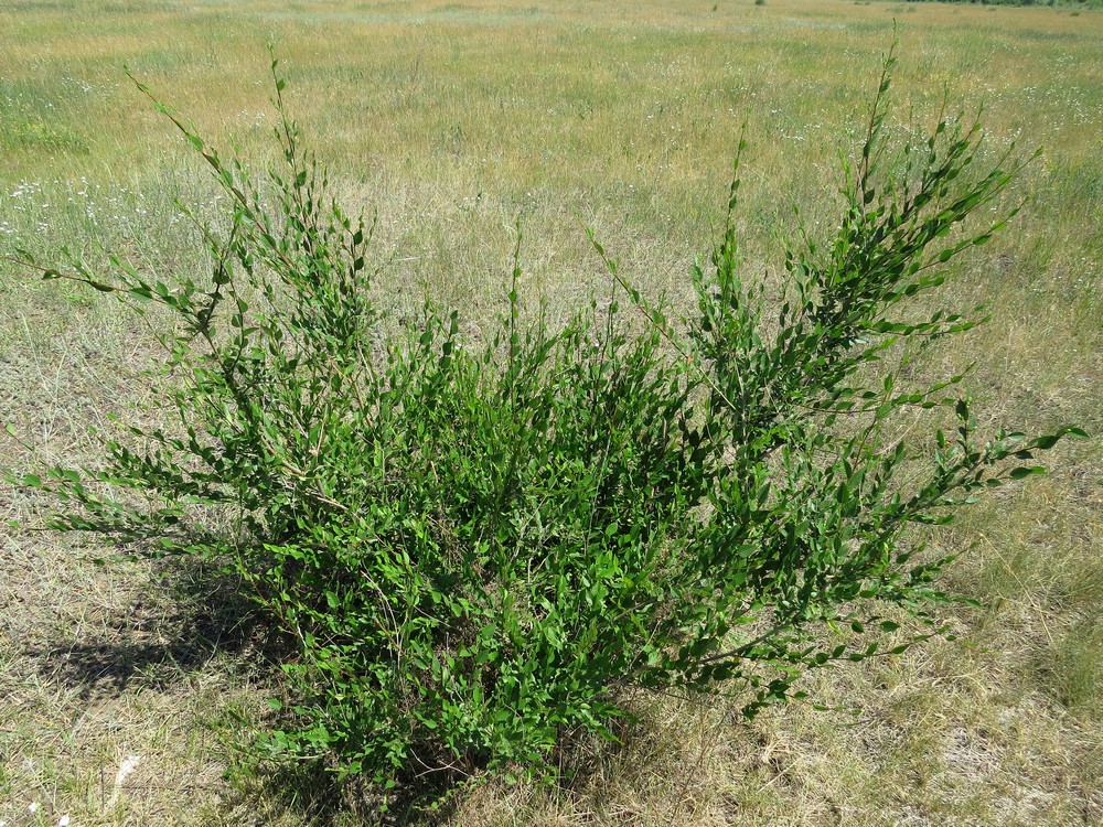 Image of Ulmus pumila specimen.