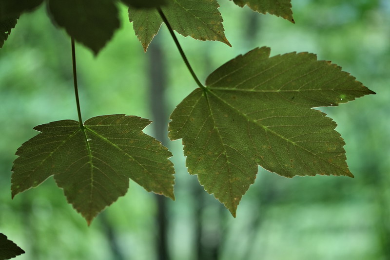 Image of Acer pseudoplatanus specimen.