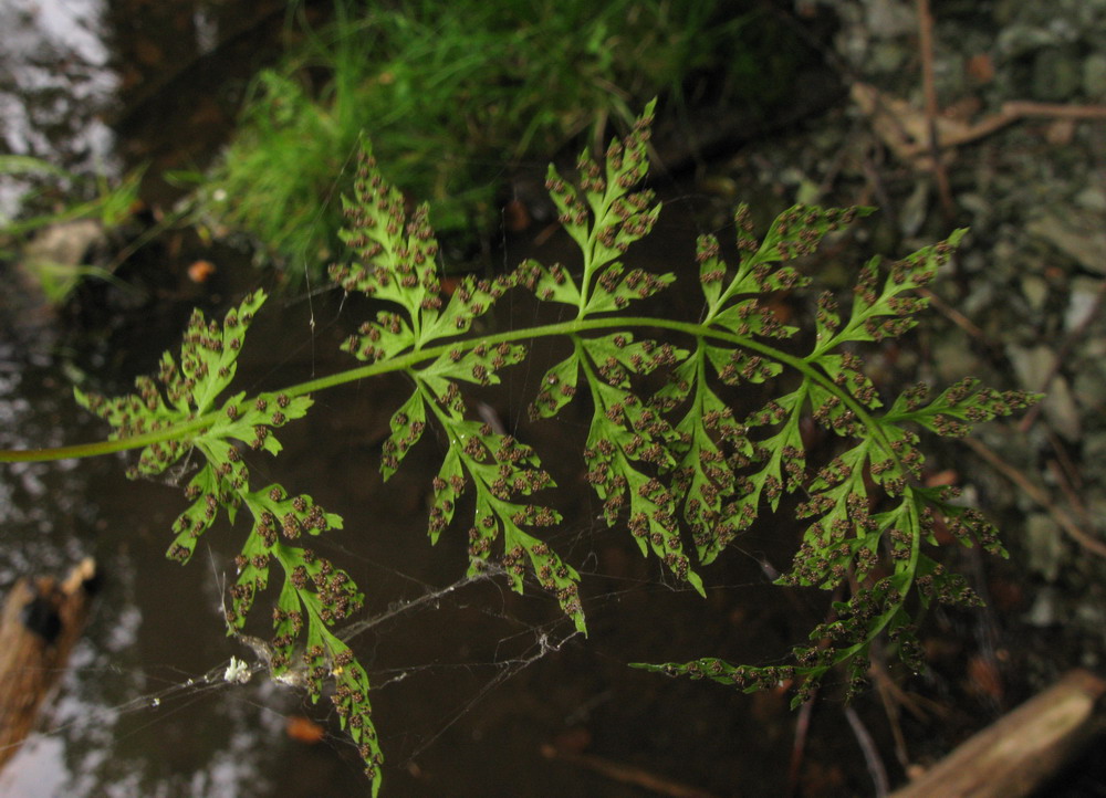 Изображение особи Cystopteris altajensis.