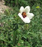 Hibiscus trionum