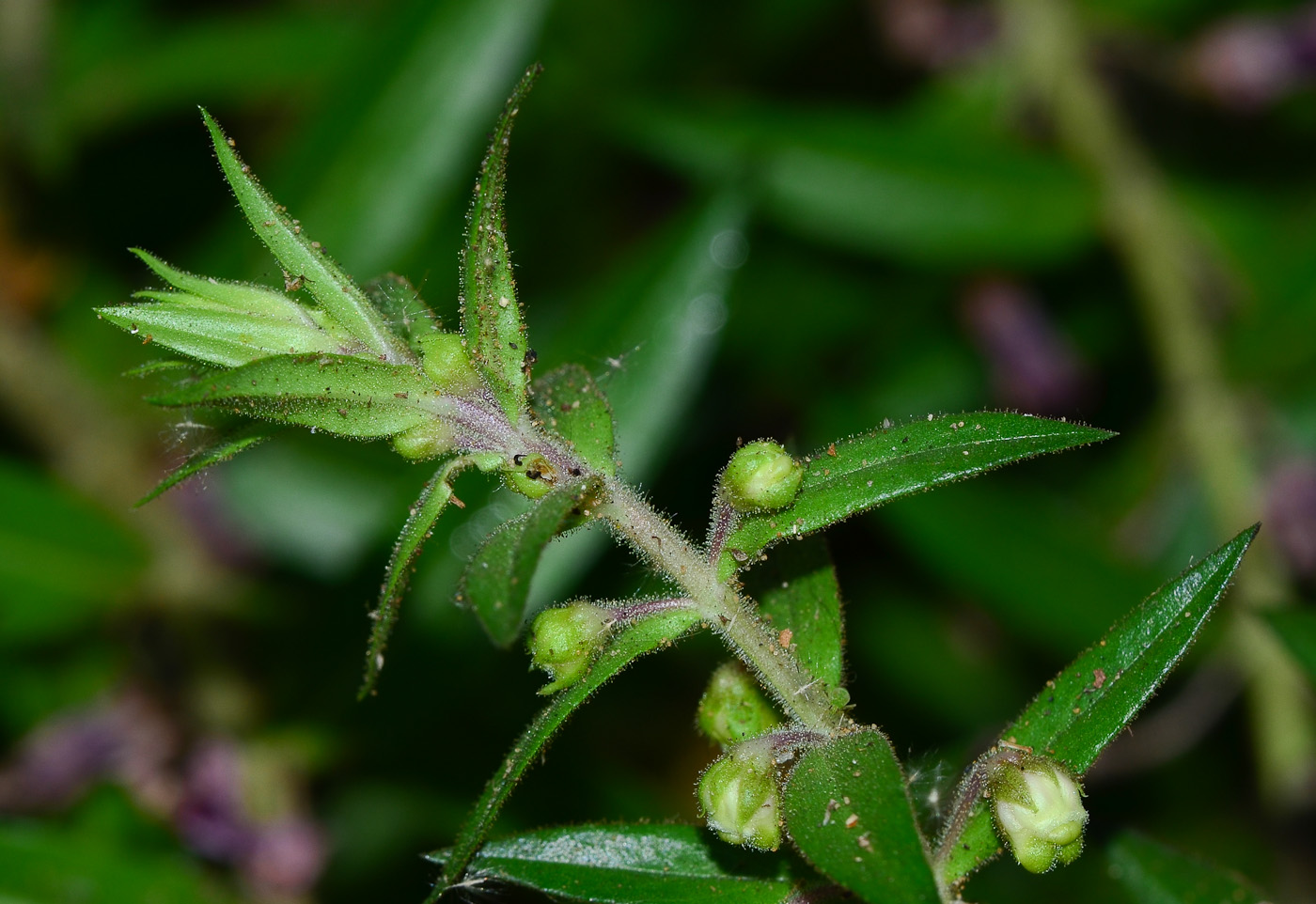 Image of Angelonia angustifolia specimen.