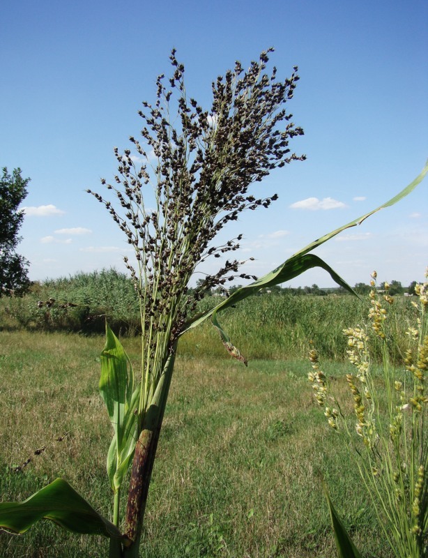 Image of Sorghum saccharatum specimen.