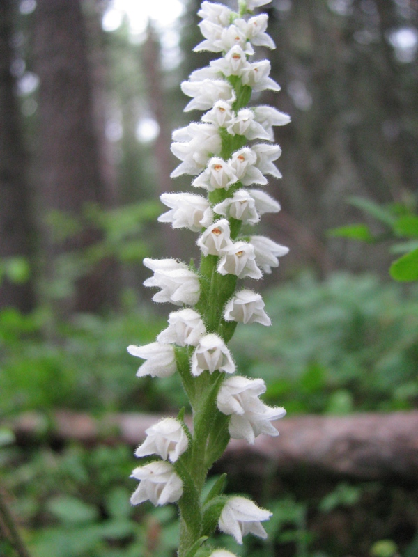 Изображение особи Goodyera repens.