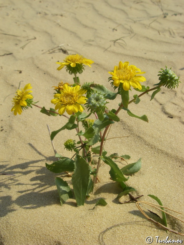 Image of Grindelia squarrosa specimen.