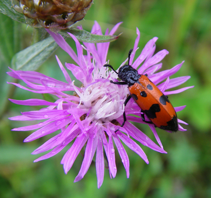 Image of Centaurea jacea specimen.