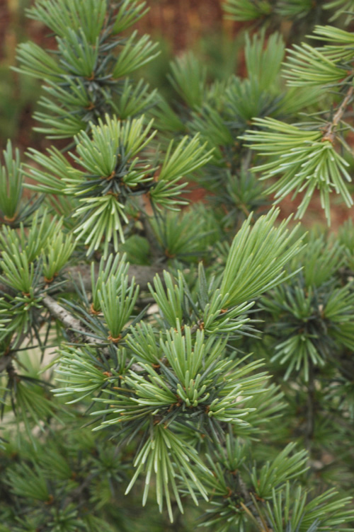 Image of Cedrus deodara specimen.