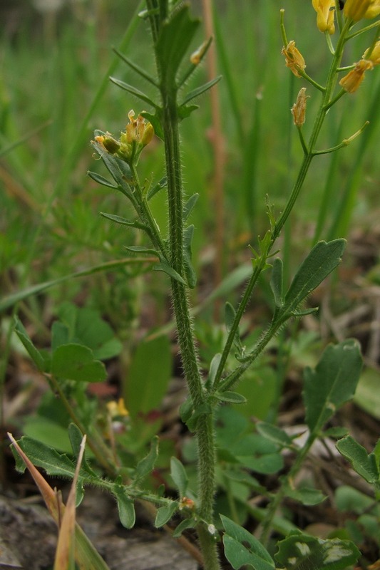 Image of Barbarea arcuata specimen.